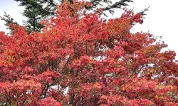 Featured image of post 時を止めた千年古刹、安東・鳳停寺(ポンジョンサ)へ。韓国最古の木造建築と出会う静謐な旅