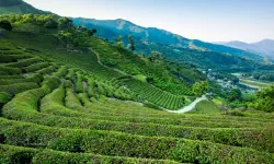 Featured image of post 2026年河東野生茶文化祭ガイド：韓国伝統茶の聖地で楽しむハイエンドな癒やしの旅