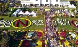 Featured image of post 2026年「第1回 林實(イムシル)Nバラ祭り」完全ガイド：韓国チーズの聖地がバラの海に染まる4日間