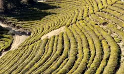 Featured image of post 2026年、静寂を巡る緑の旅へ。韓国茶の聖地、宝城「韓国茶博物館」で体験する究極のヘリテージ